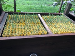 Spruce Seedlings